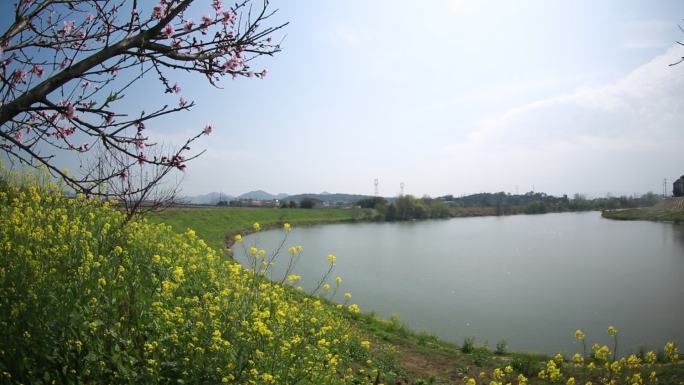 江南浙江绍兴诸暨春天浦阳江桃花油菜花西施