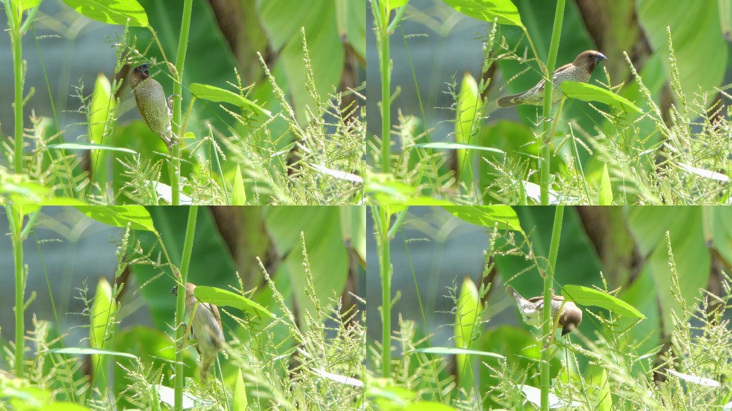 有鳞胸的文鸟吃草籽。