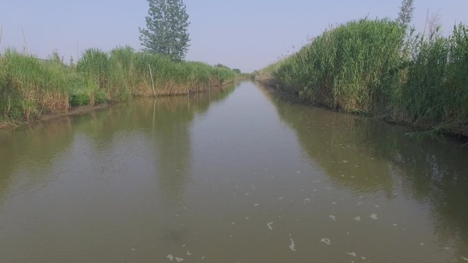 航拍 河流 芦苇荡 水草A019