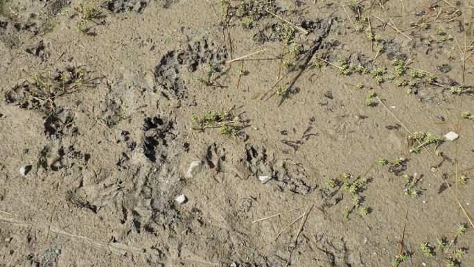 亚洲野狗的爪子印在沙滩上。