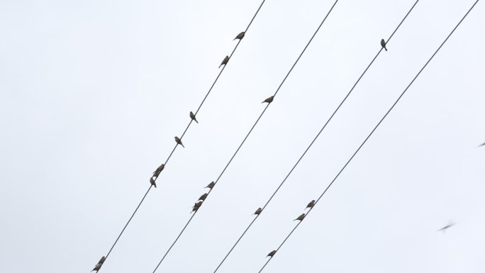 电线上停满了燕子麻雀小鸟实拍原素材