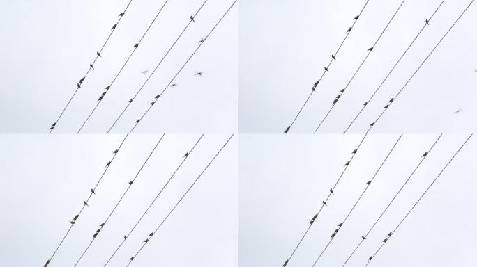 电线上停满了燕子麻雀小鸟实拍原素材
