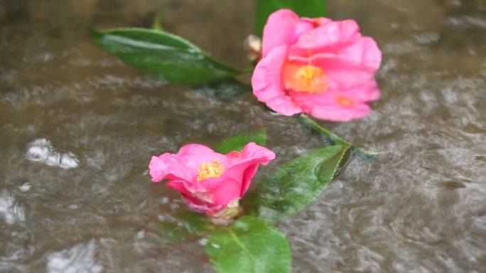 茶花落花流水实拍原素材