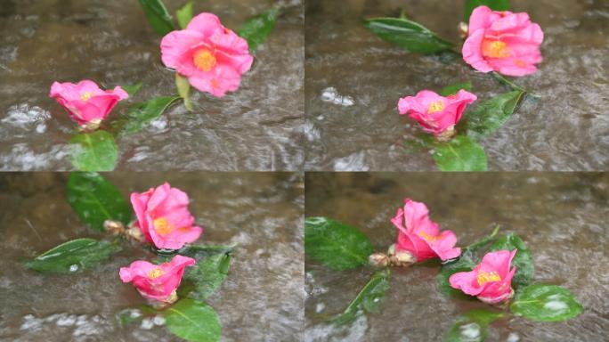 茶花落花流水实拍原素材