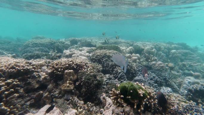 泰国Koh Rok浅水热带珊瑚礁