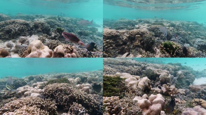 泰国Koh Rok浅水热带珊瑚礁