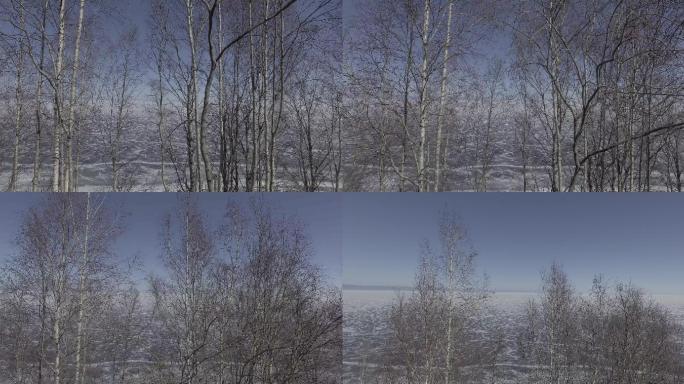 透过树林看冬天的贝加尔湖-4K航拍素材