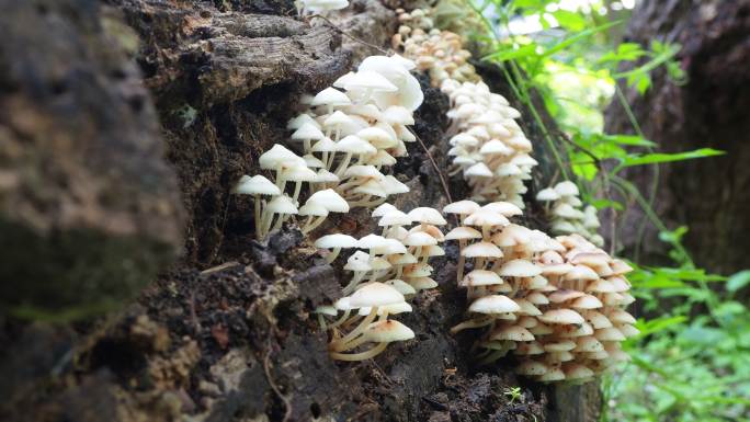 原木上的蘑菇白色小伞蘑菇