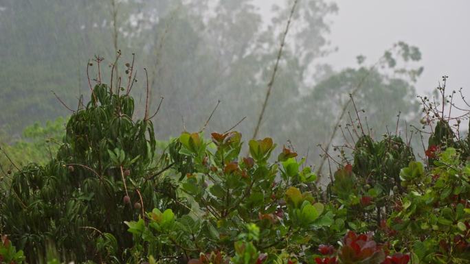 热带城市雨季有大风或阵风的暴雨