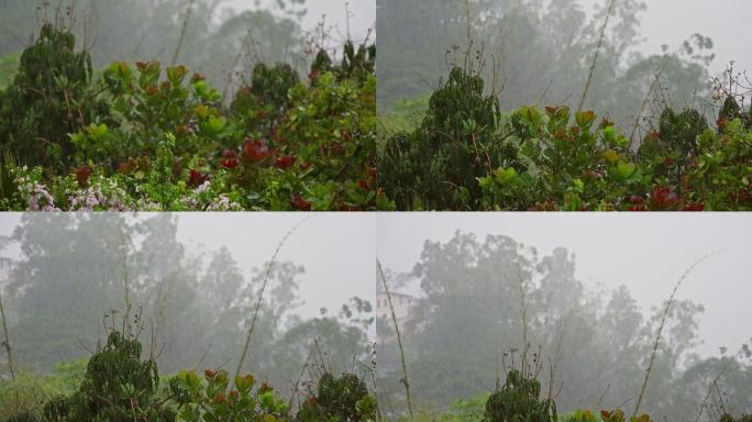 热带城市雨季有大风或阵风的暴雨