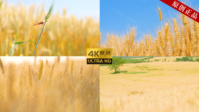 【4K原创可商用】麦子 小满 芒种 节气