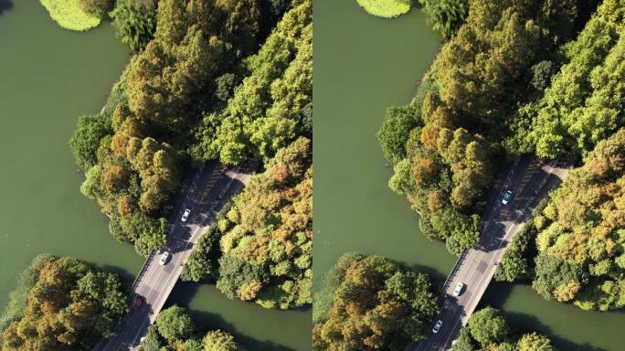 通过湖泊和树木区域的道路T/L鸟瞰图