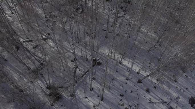 冬季森林的高耸树木4K航拍素材