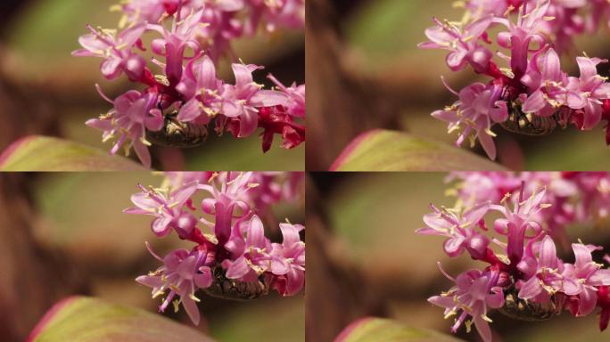 花甲虫花甲虫