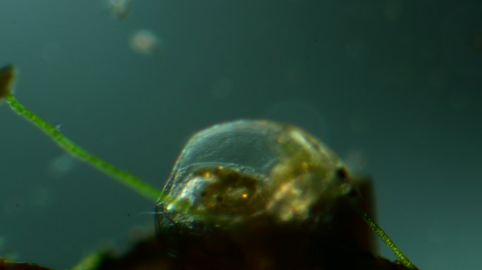 水蚤的显微镜观察生物观察