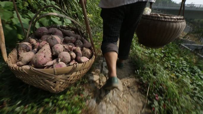 农民挑担两篮番薯走在山路上实拍