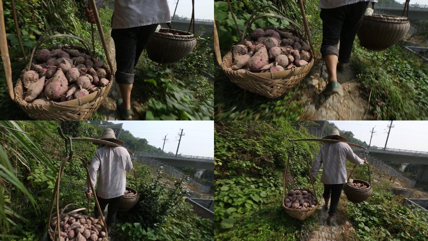 农民挑担两篮番薯走在山路上实拍