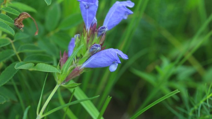 毛建草 唇形科 青兰属 药用 蓝紫色花