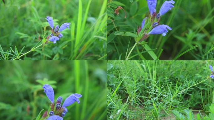 毛建草 唇形科 青兰属 药用 蓝紫色花