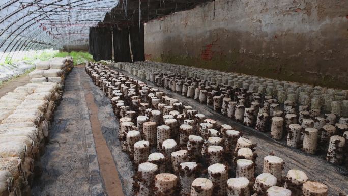 温室大棚种植的木耳和玉菇