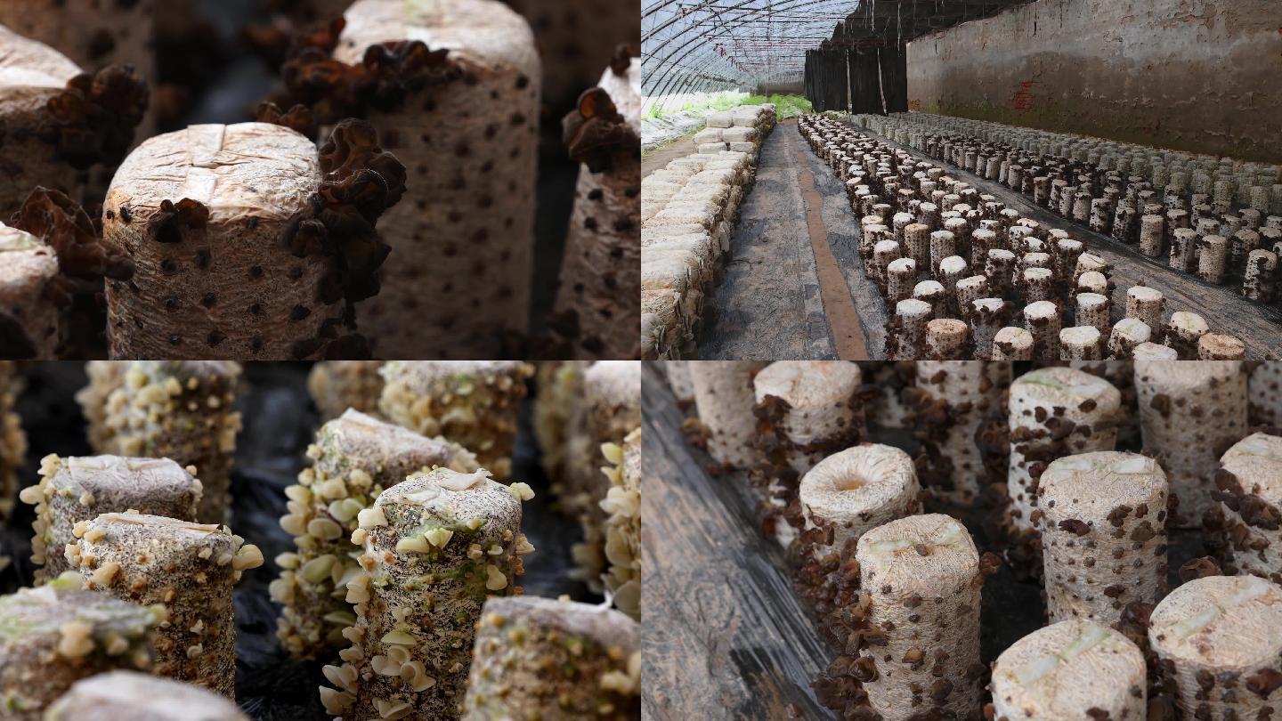 温室大棚种植的木耳和玉菇