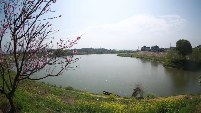 江南浙江绍兴诸暨浦阳江桃花野花西施白鱼潭