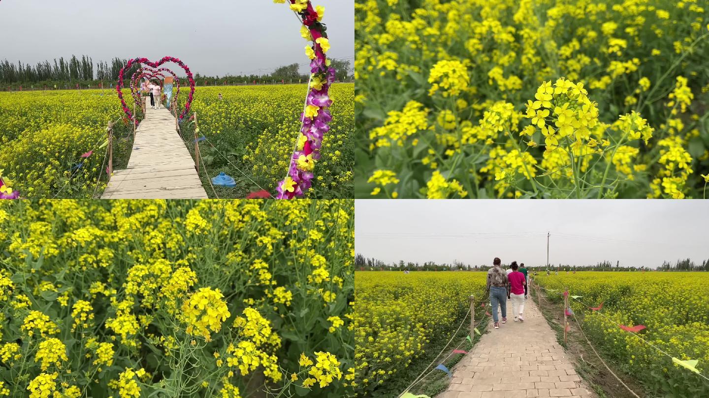 夏天油菜花花海旅行拍照