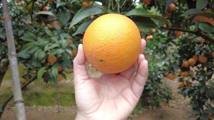 金橘在果园里成熟三农种植业白天