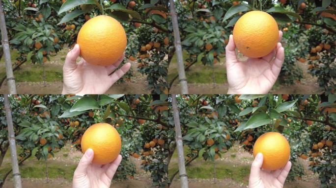 金橘在果园里成熟三农种植业白天