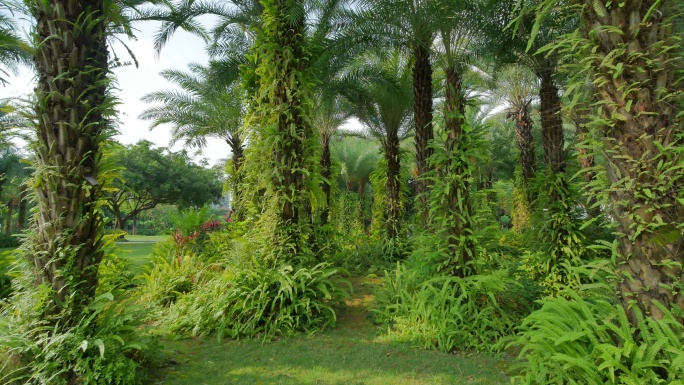 夏天阳光唯美热带植物树林原始森林草坪草地