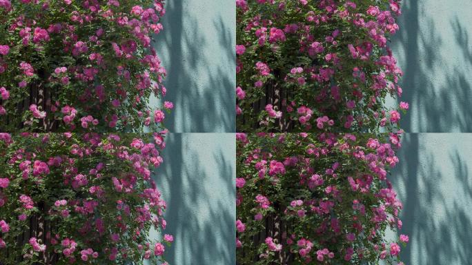 青岛夏季盛开的蔷薇