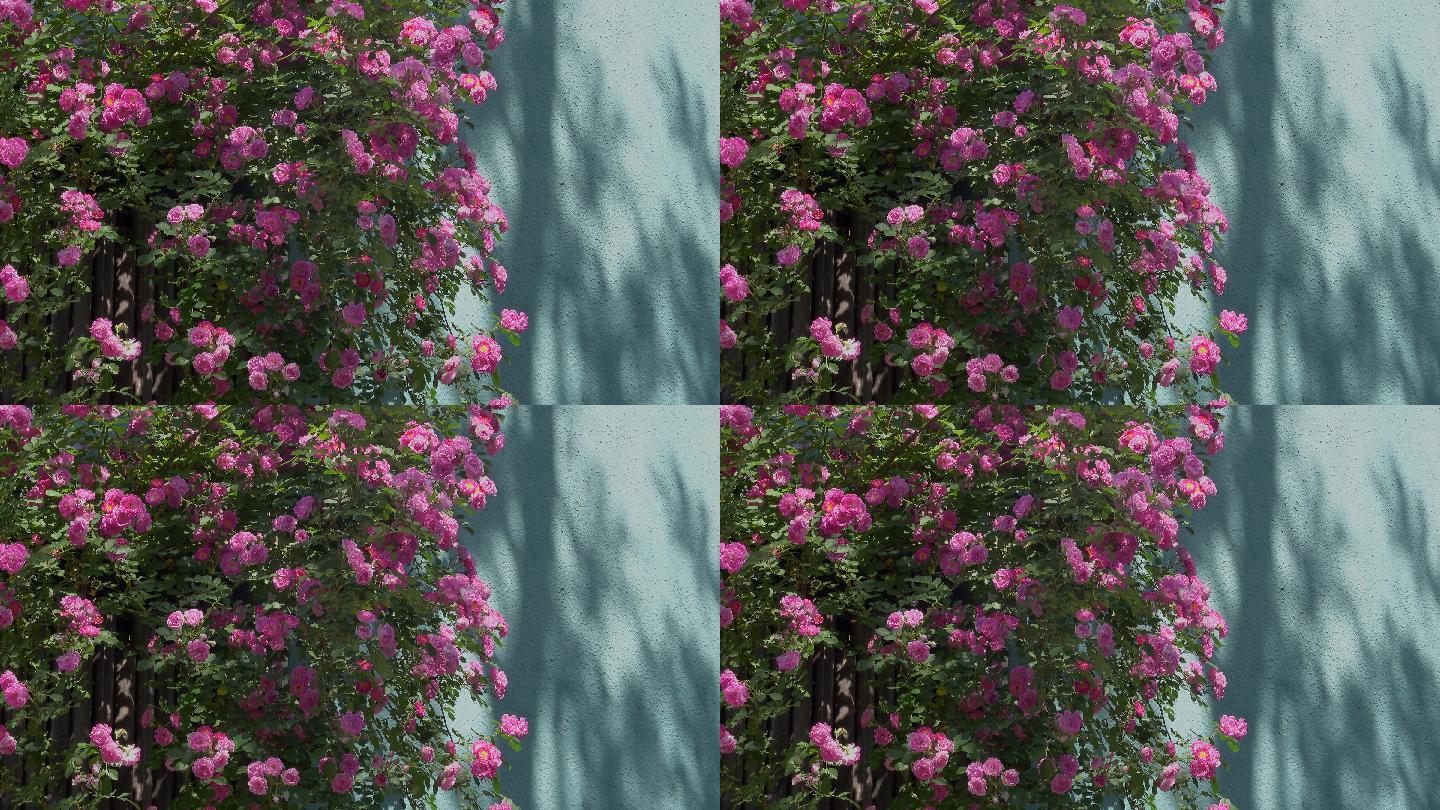 青岛夏季盛开的蔷薇