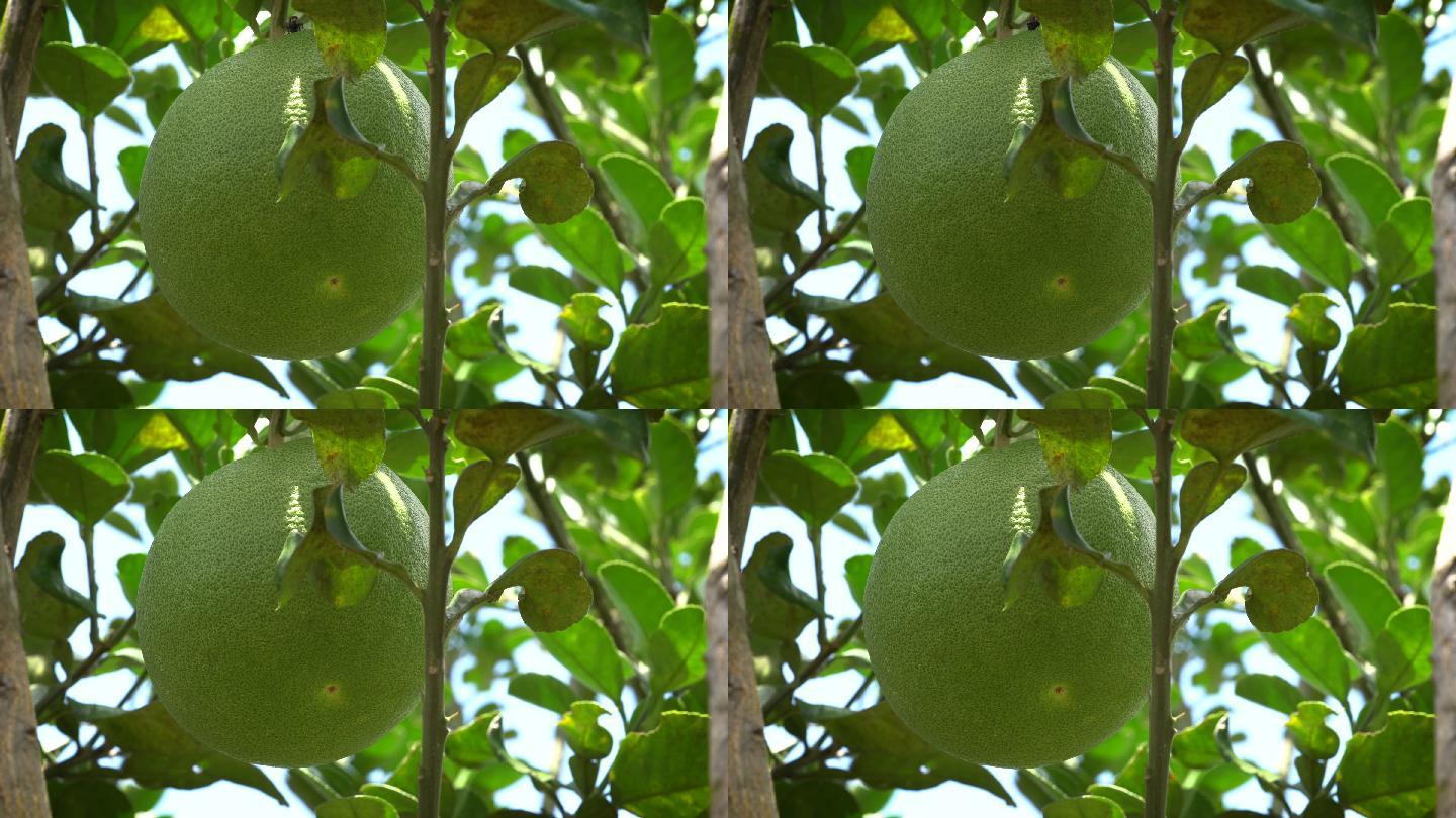 树上的苦橙柚子未成熟采摘