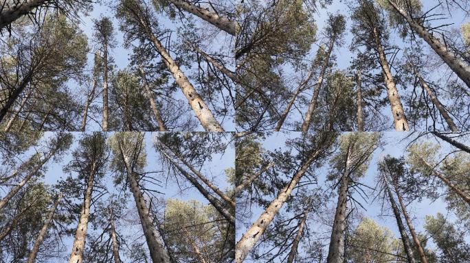 亚寒带森林的高耸树木4K素材