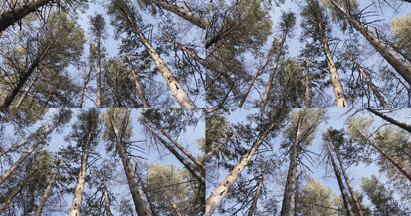 亚寒带森林的高耸树木4K素材