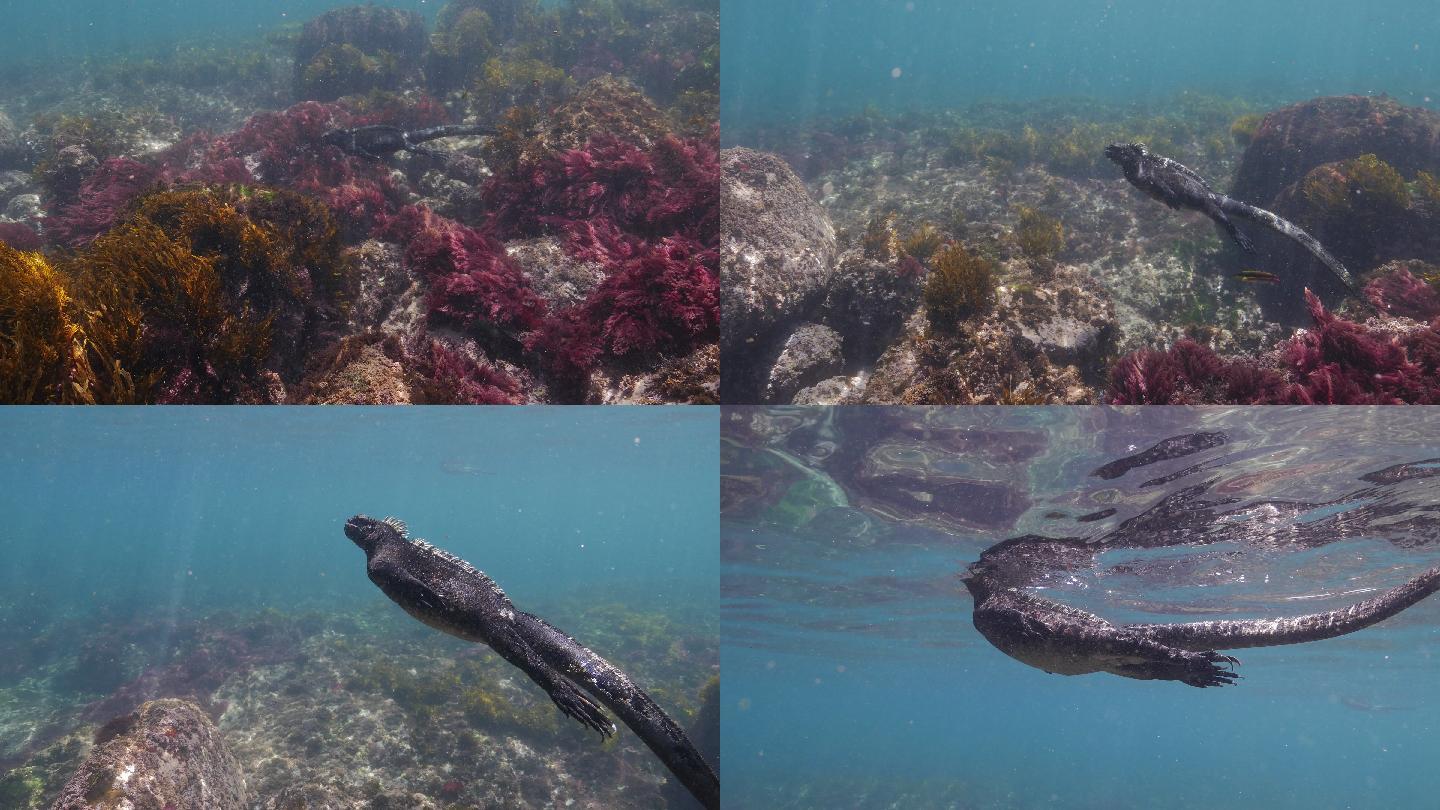 加拉帕戈斯海底暗礁游泳的海洋鬣蜥