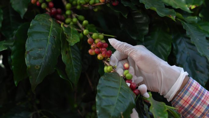 阿拉比卡（Arabica）或罗布斯塔（Robusta）的黄色新鲜成熟枝条，树上有一种有机咖啡浆果豆。