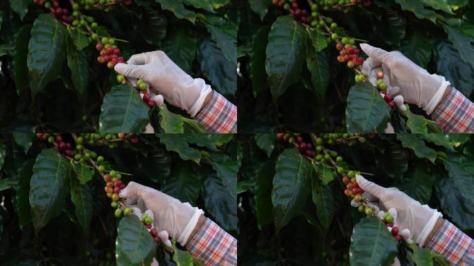 阿拉比卡（Arabica）或罗布斯塔（Robusta）的黄色新鲜成熟枝条，树上有一种有机咖啡浆果豆。