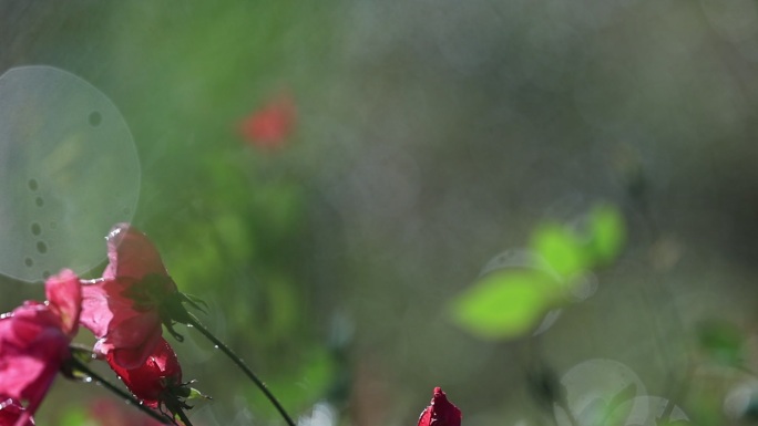 花在水和阳光下舞动