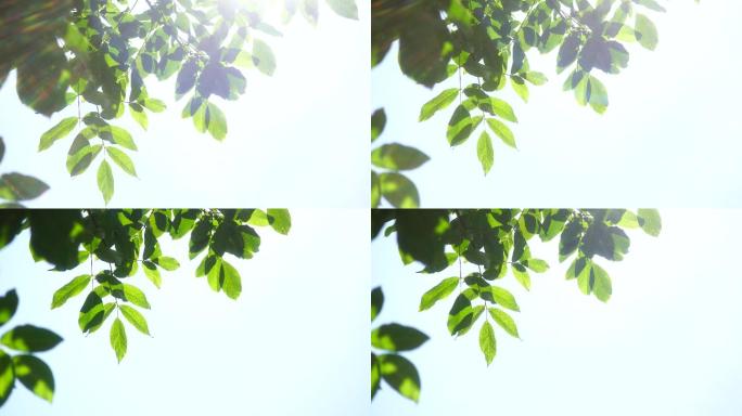 胡桃树顶上的树叶映衬着正午的天空