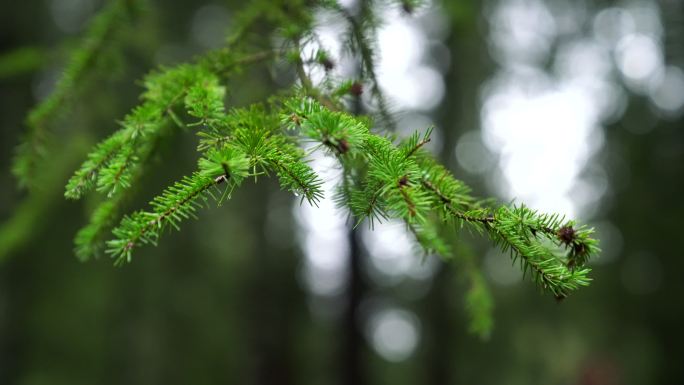 一棵松树的特写镜头雨中的针叶