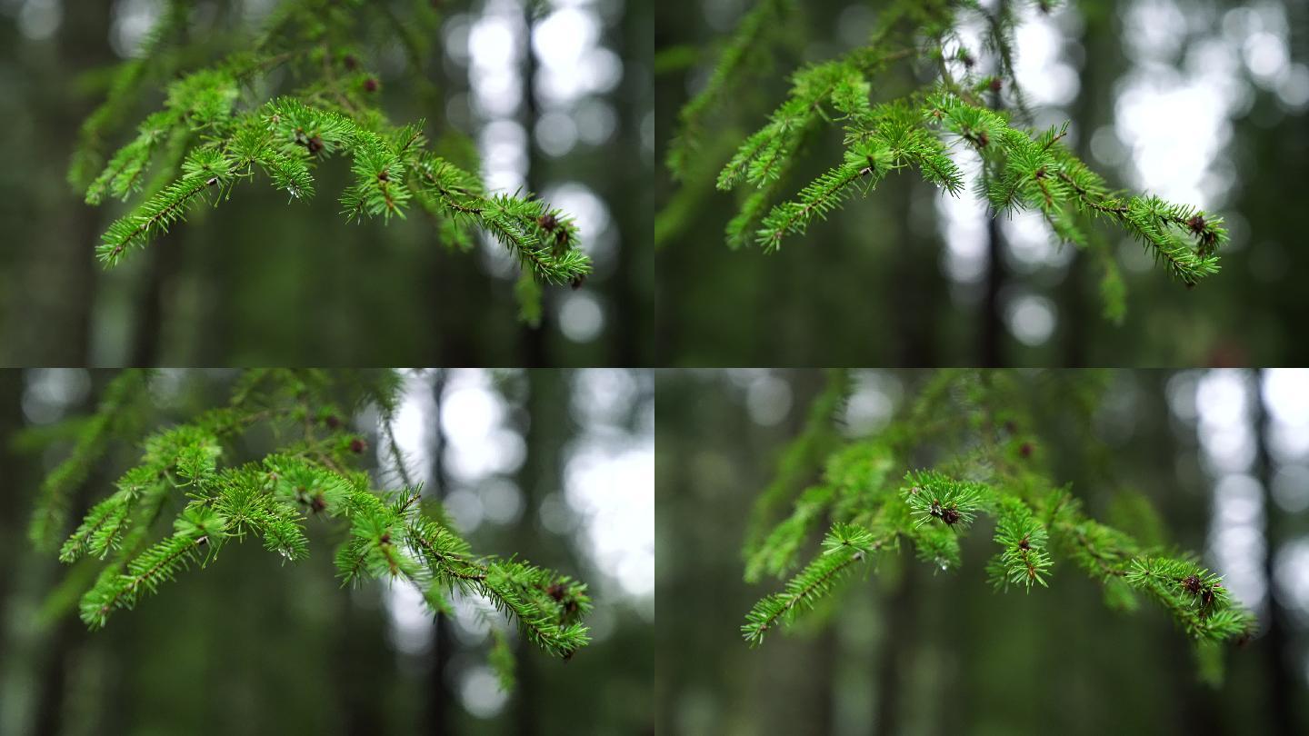 一棵松树的特写镜头雨中的针叶