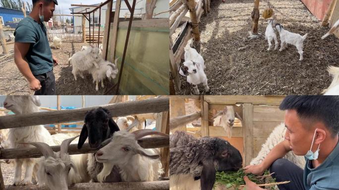 农村大学生返乡创业在家养羊