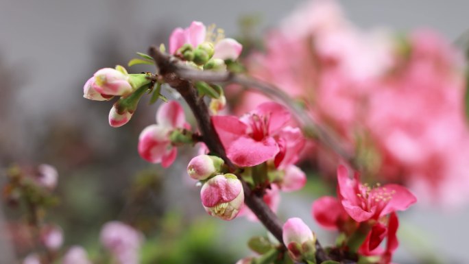 花開延時