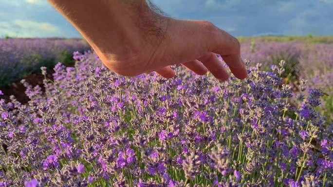 美丽的薰衣草田，雄性手抚摸紫色花朵