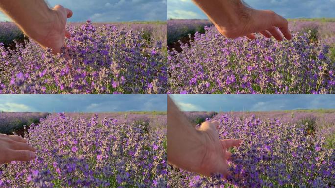 美丽的薰衣草田，雄性手抚摸紫色花朵