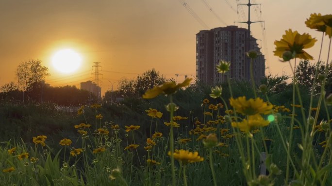 城市楼房高压线大花金鸡菊