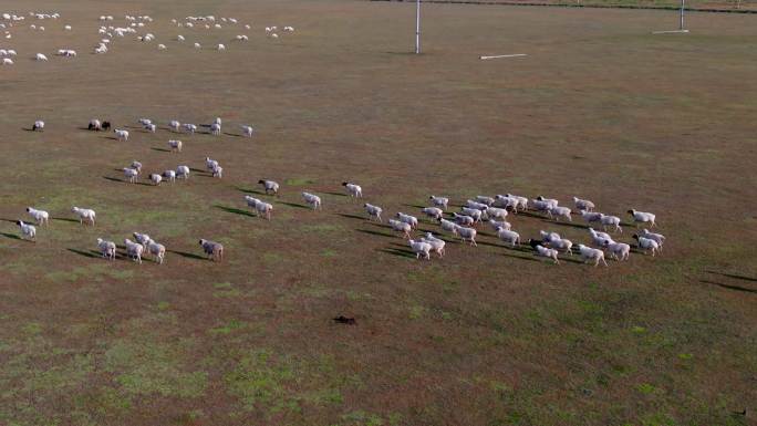 4K航拍草原上的羊群