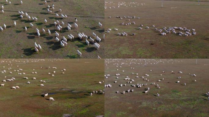 4K航拍草原上的羊群