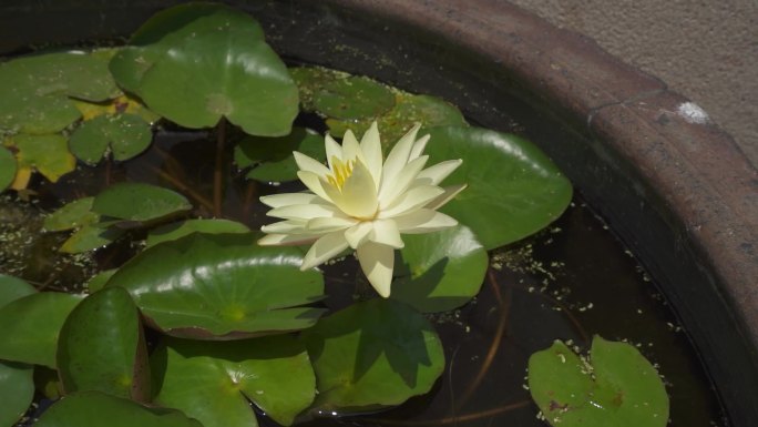 乡村振兴水缸上的花朵 荷叶 水池 纪录片